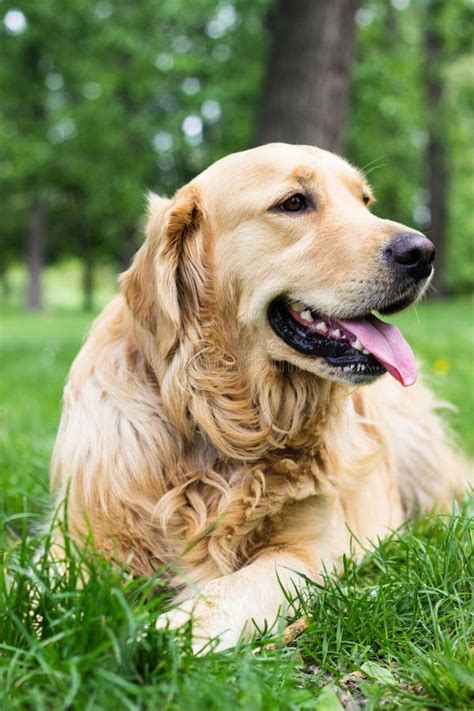 Golden Retriever In The Park Stock Image Image Of Green Large 41516945