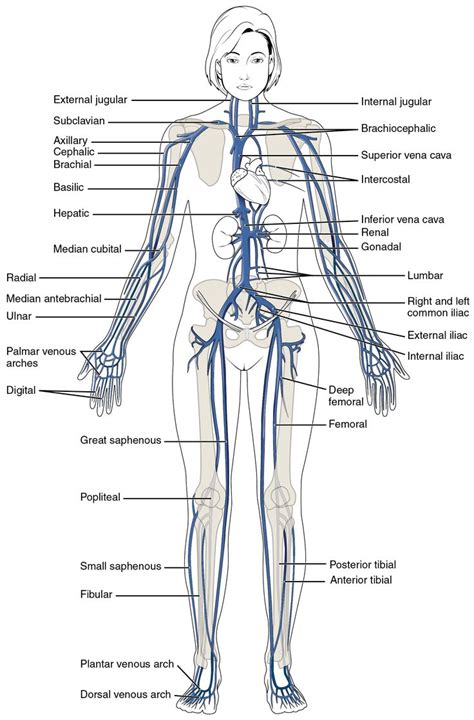 Anatomy of excitatory and conductive elements: This diagram shows the major veins in the human body ...
