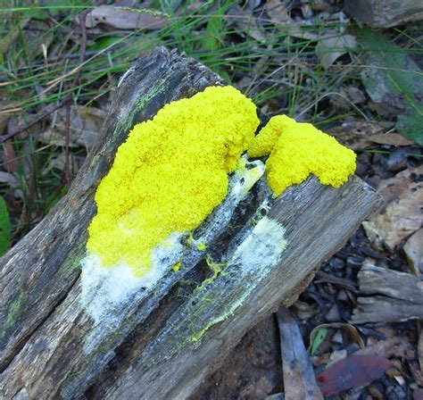 It's yellow staghorn, generally regarded as inedible because of its. yellow fungi fungus | Flickr - Photo Sharing!