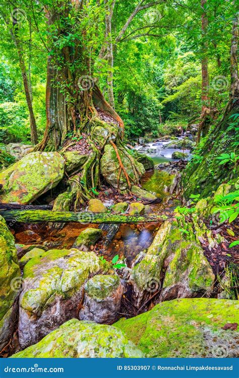 Beautiful Tropical Rainforest And Stream In Deep Forest Stock Image