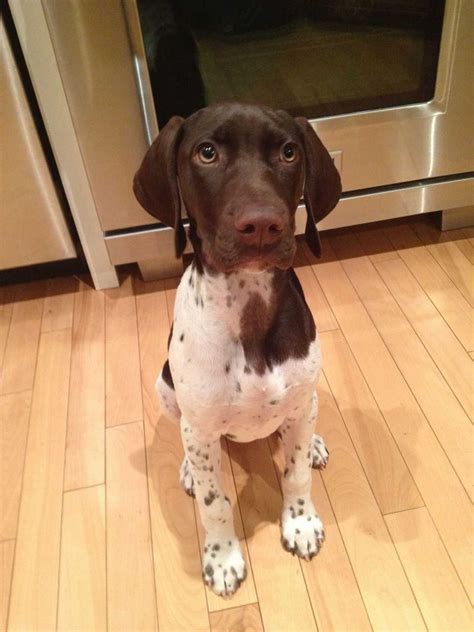 He's a stocky boy, weighing in at 67lbs. German Shorthaired Pointer Rescue Indiana | Top Dog ...