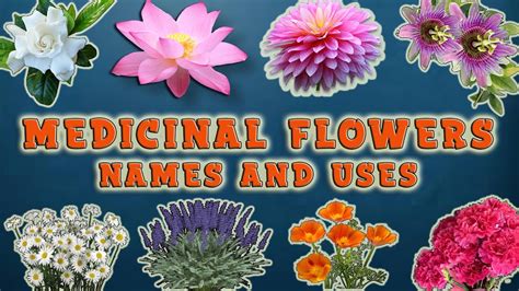 Medicinal Flowers And Their Uses Health Benefits Of Flowers