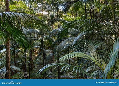 Tropical Rainforest With Palm Trees Stock Photo Image Of Fairytale