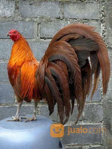 Beli ayam philipin online berkualitas dengan harga murah terbaru 2021 di tokopedia! Ayam Philipin Segel