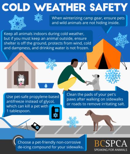 Bc Spca Reminds Pet Owners To Keep Animals Safe During Cold Snap News