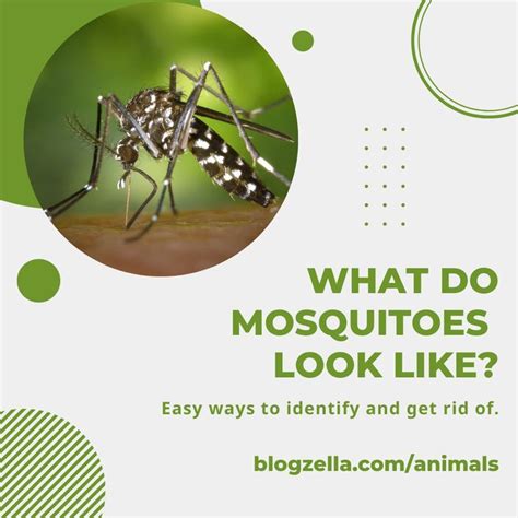 What Do Mosquitoes Look Like Easy Ways To Identify And Get Rid Of