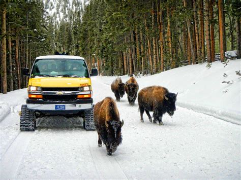 5 Reasons To Visit Yellowstone This Winter Jackson Hole Wy