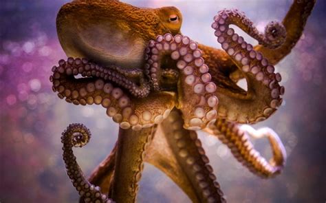 Sea Animals Octopus Tentacles Suckers Hd Wallpapers