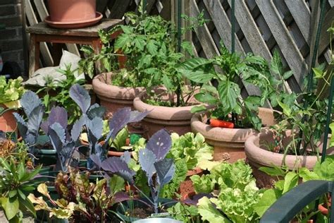 Kitchen Garden Tips Ideas Benefits Design Agri Farming