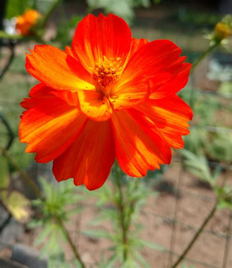 Vibrant Shades Of Orange Rgardening