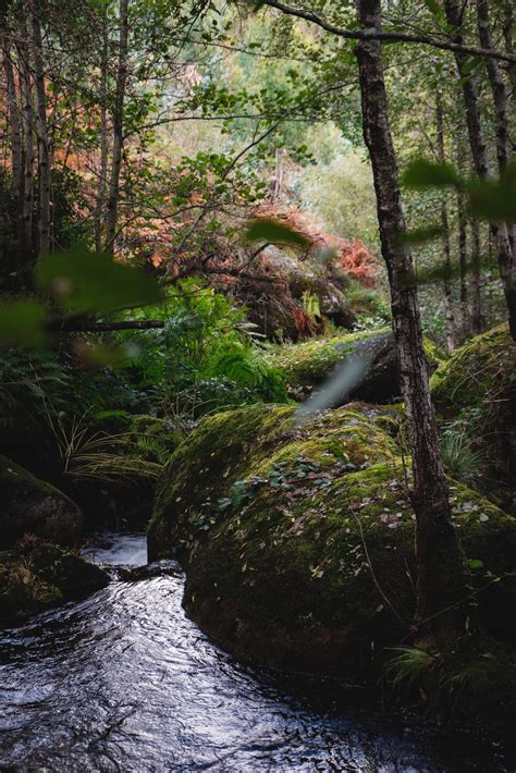 Magical Forest Pictures Download Free Images On Unsplash