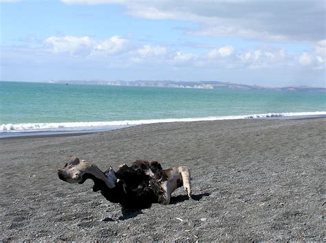 Black Sand Beach On The North Island Of New Zealand Black Sand Beach