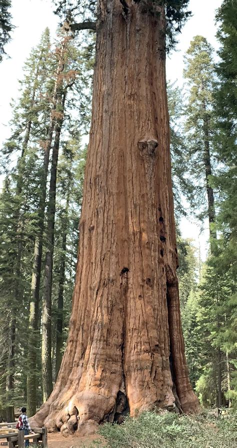 General Sherman Tree Sequoia National Park Rhumanforscale