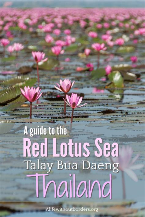 Everything You Need To Know About Visiting The Red Lotus