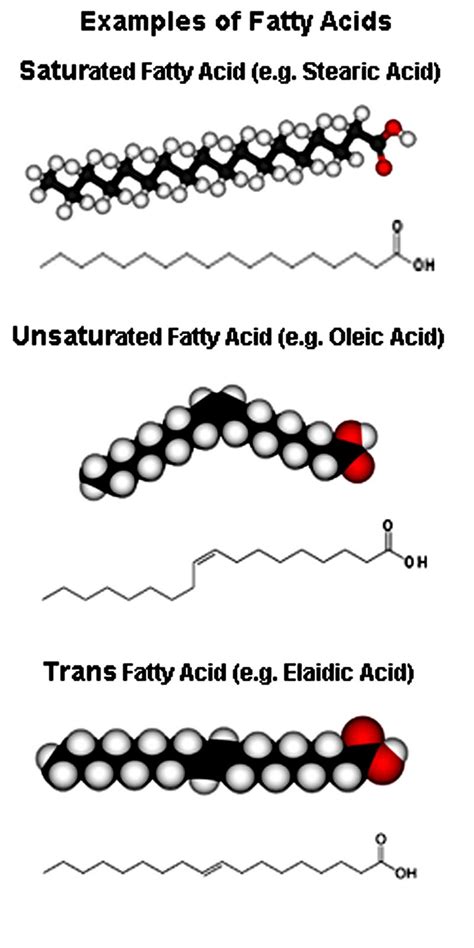 The Science Of Fat