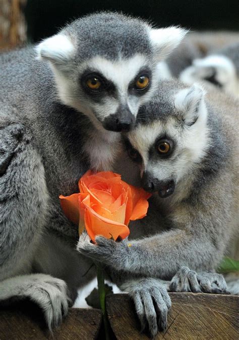 Valentines Day Top 10 Cute Animals Showing Some Love On
