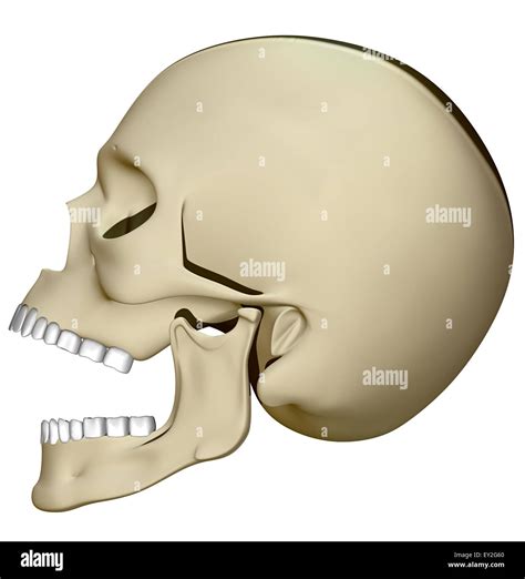 Open Mouth Skull Hi Res Stock Photography And Images Alamy