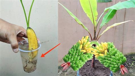 A Banana Tree With Bananas Growing Out Of Its Roots And In A Plastic