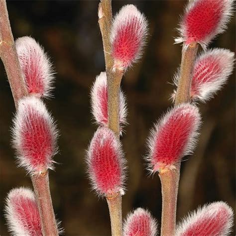 Japanese Pink Pussy Willow Salix Gracilistyla Mount Aso Garden Plants