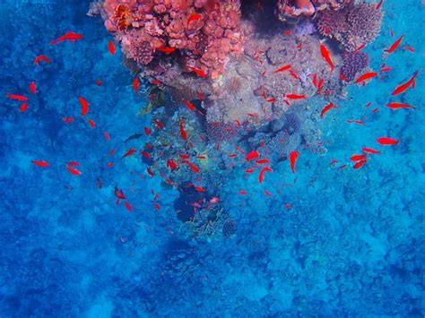 Peixes Tropicais E Recifes De Corais Perto De Jaz Maraya Coraya Bay