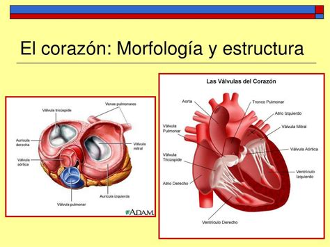 Ppt Tema 5 Anatomía Y Fisiología Del Aparato Circulatorio Powerpoint