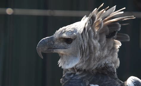 This Massive And Majestic Eagle Is One Of The Most