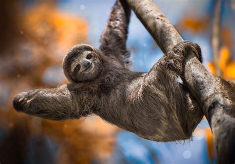 Cool Sloth Wallpapers Top Free Cool Sloth Backgrounds Wallpaperaccess