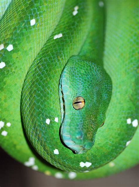 Green Tree Python Color Change Chameleon Forums