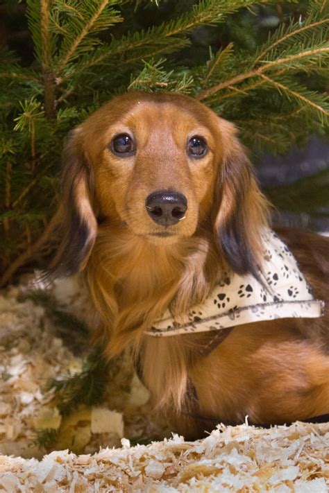 View many of their adoptable dogs on our available for adoption tab. Pin by Julie Wood on Dachshund Lover | Dachshund rescue ...