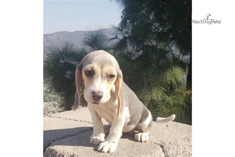 **please come share pictures and stories of your merry little hounds!**. Blue: Beagle puppy for sale near San Diego, California ...