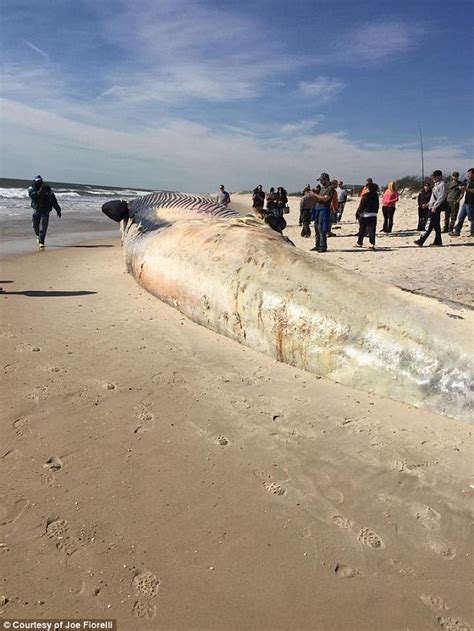 Massive 50 Ft Dead Whale Washes Ashore In Long Island Amid Reports It Was Hit By A Ship Daily