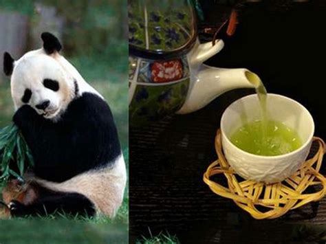 The Strangest Types Of Tea In The World The Most Prominent Of Which