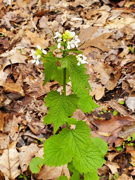 Maryland Biodiversity Project - Garlic Mustard (Alliaria petiolata)