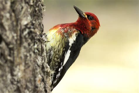 Easy Woodpecker Identification Tips
