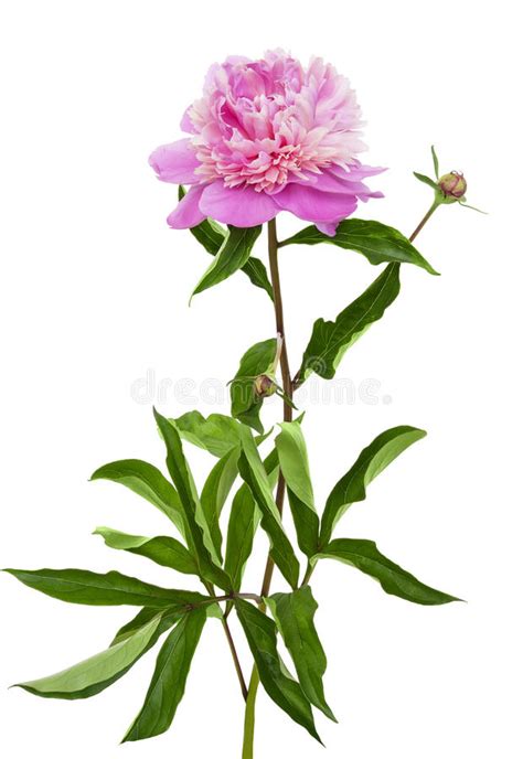 Pink Blooming Peony Stock Image Image Of Pink Floral 72047497