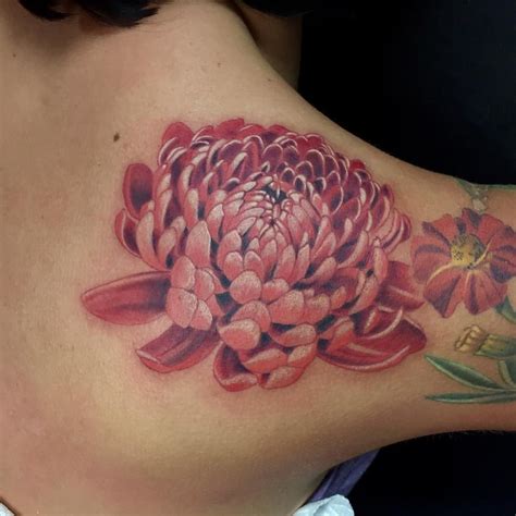 Susannah Griggs Tattoo On Instagram “started This Chrysanthemum Today