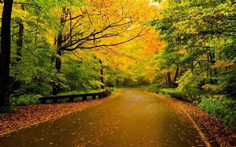 Pretty Autumn Road Hd Wallpaper Background Image 1920x1200