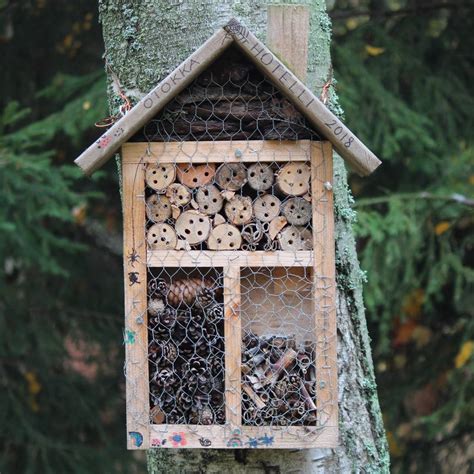 Qué Es Un Hotel De Insectos Y Cómo Construirlo