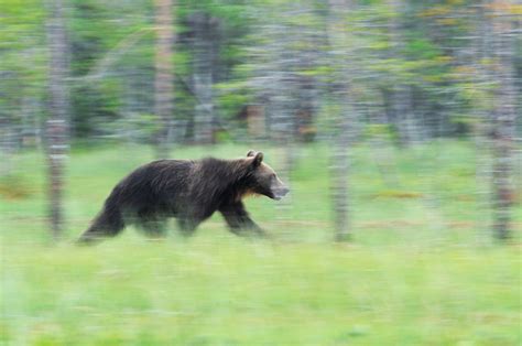 Call Of The Wild Wildlife Watching In Lapland Rewilding Europe