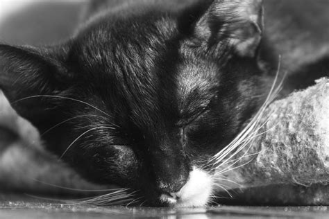 Black Cat Free Stock Photo Public Domain Pictures