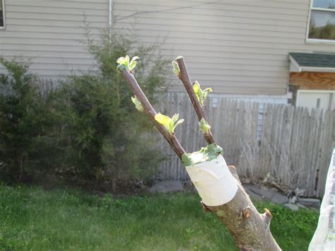 How To Graft An Apple Tree Cutting