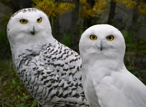 Snowy Owls Flickr Photo Sharing