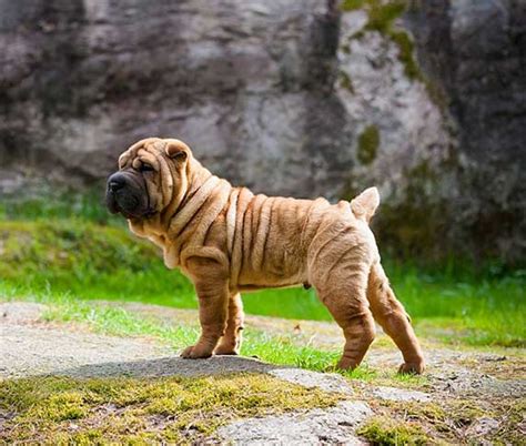 Top 20 What Are Wrinkly Dogs Called