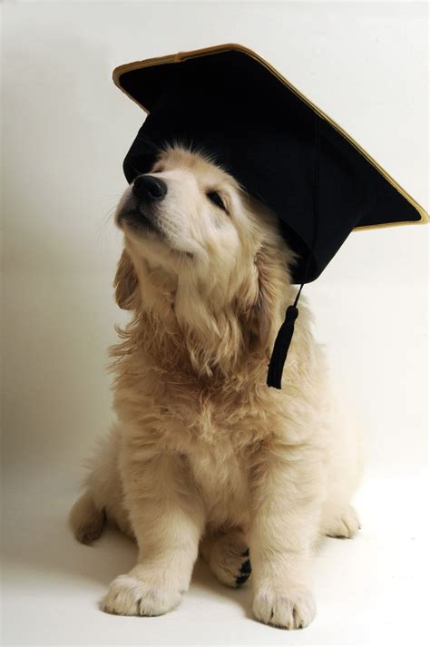88 Best Dogs Graduation Day Images On Pinterest Beagle Puppy Dogs