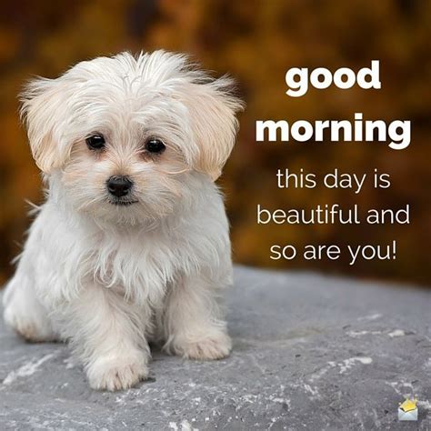 This Is A Beautiful Day And So Are You Cute Positive Dog Puppy Great