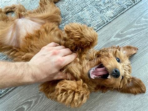 Why Do Dogs Love Belly Rubs And Tickling Barc London