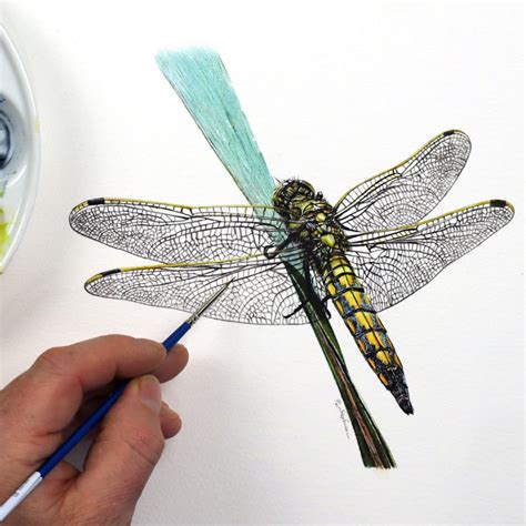 Learn To Paint A Realistic Dragonfly In Watercolour Illustration Fine