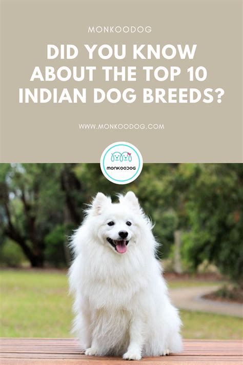 Top 10 Indian Dog Breeds To Adopt Dog Breeds Pedigree Dog Dog Facts