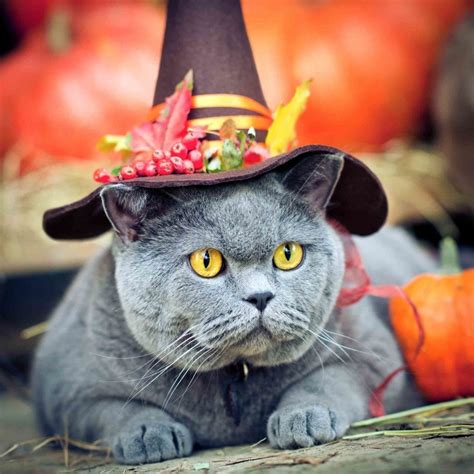 Cats In Costume What To Know Before You Dress Up Your Cat