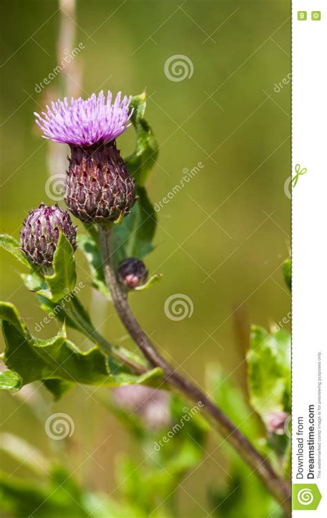 Melancholy Thistle Cirsium Heterophyllum Stock Photo Image Of Growing